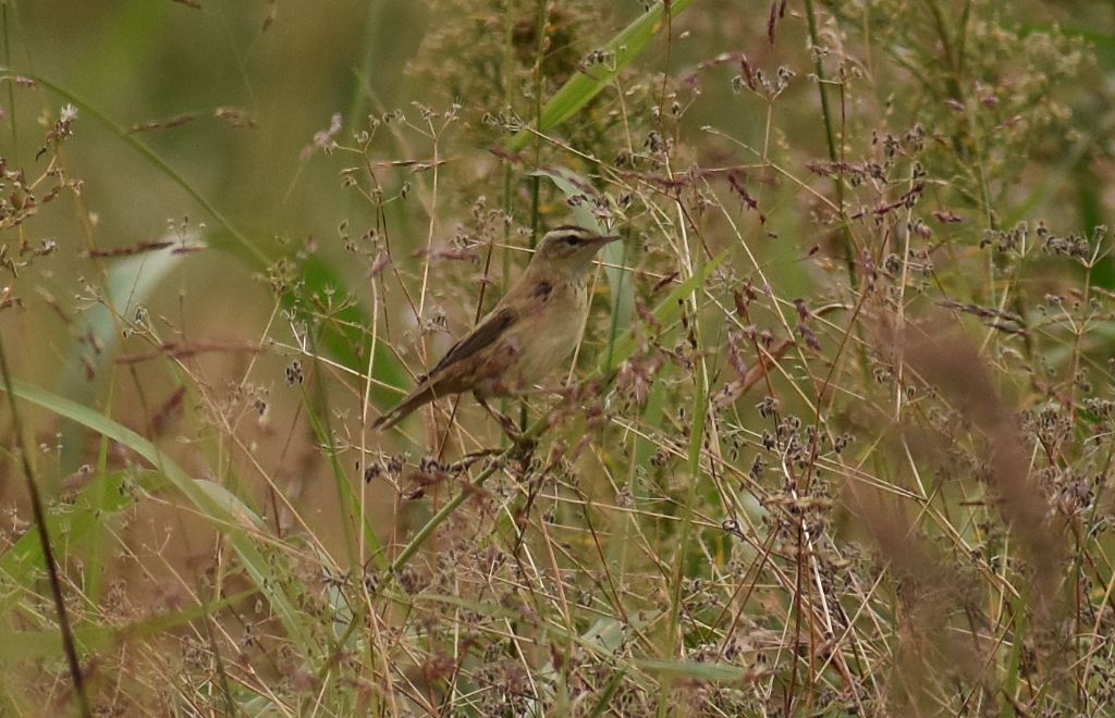 Forapaglie comune ?  S,  Acrocephalus schoenobaenus